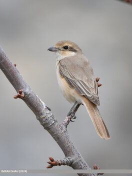 Rufous-tailed Shrike (Lanius isabellinus) - image #504959 gratis